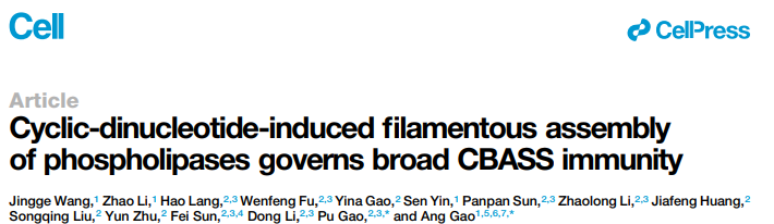 Cyclic dinucleotide-induced filamentous assembly of phospholipases governs broad CBASS immunity